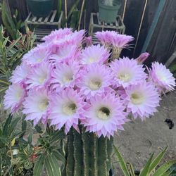 Big Cactus
