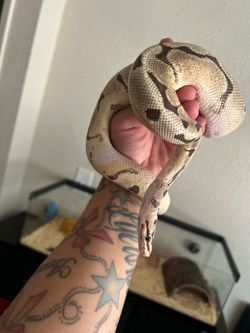Python regius with enclosure