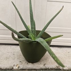 Aloe Vera Plant