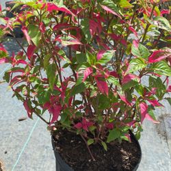 Alternanthera ‘Party Time’ 3-Gallon – Vibrant Pink & Green Foliage – Only $12 