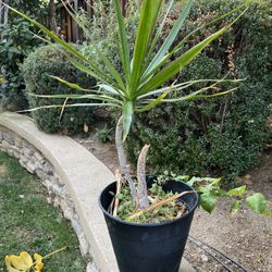 DRACAENA MARGINATA 