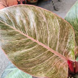 Pink Bikiny Philodendron 
