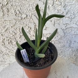 4 Inch Pot Succulent Plant - Ground Covering Succulent Plant - Carpobrotus - Ice Plant - Rooted & Established - Beautiful Flowers - 🪴- Drought Resist