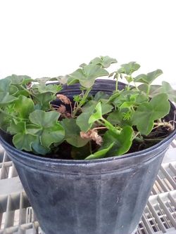 Purple Flowered Plant In A Pot$9