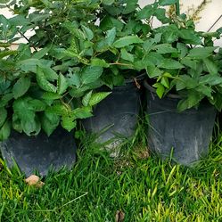 #48 Fruit Plant Sweet Black Berries  Thorn less.  No thorn