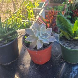 Succulent