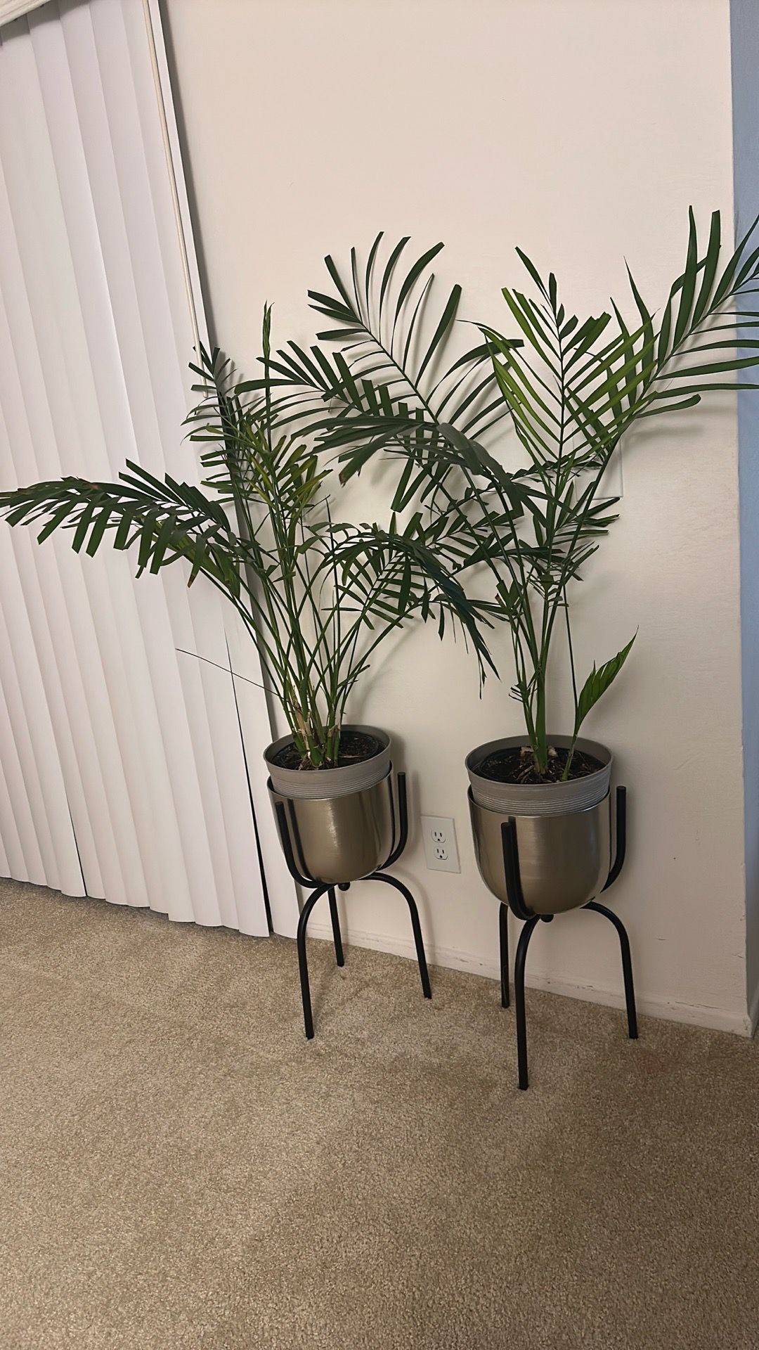 Live plants and planters