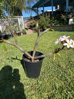 Soft white scented plumaria. It’s 2 years old. Serious buyers only. Don’t waste your & my time. Cash only.