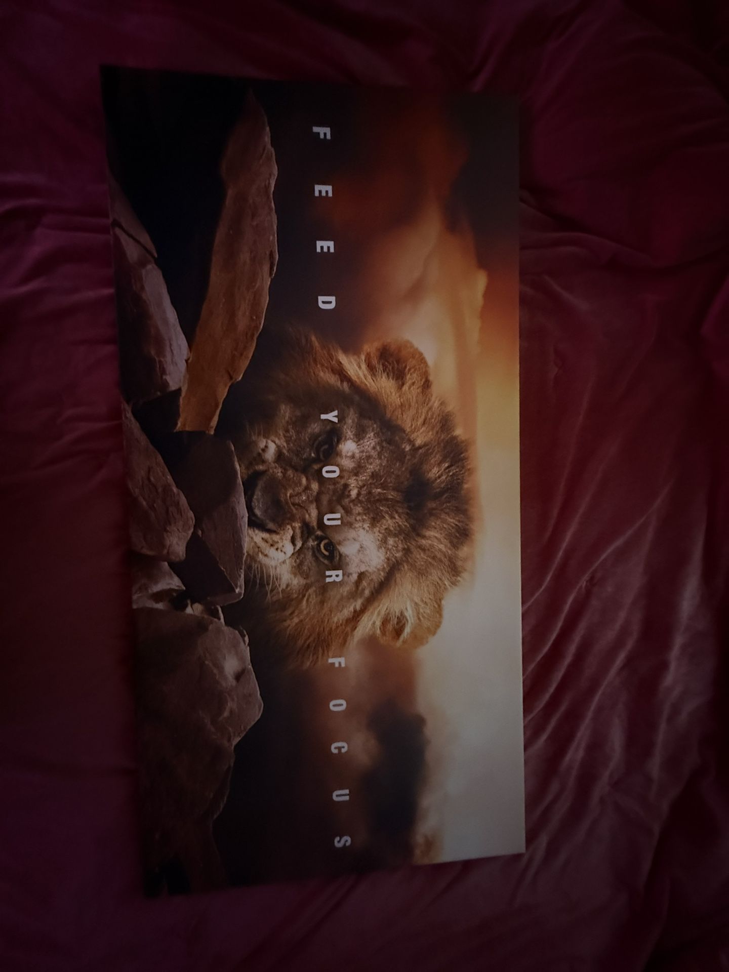 Canvas Art (lion)