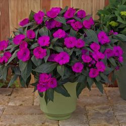 Petunias Plant 🪴 4"