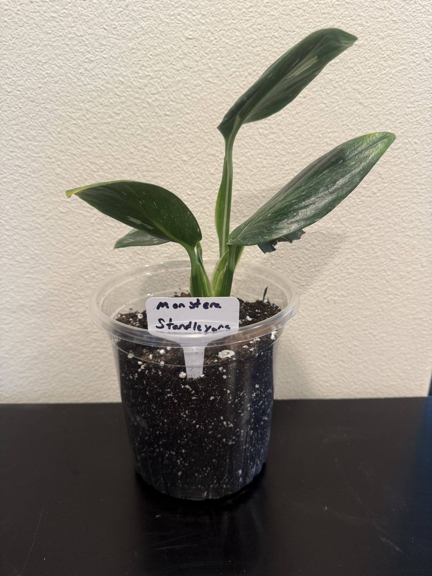 Monstera Standleyana Plant