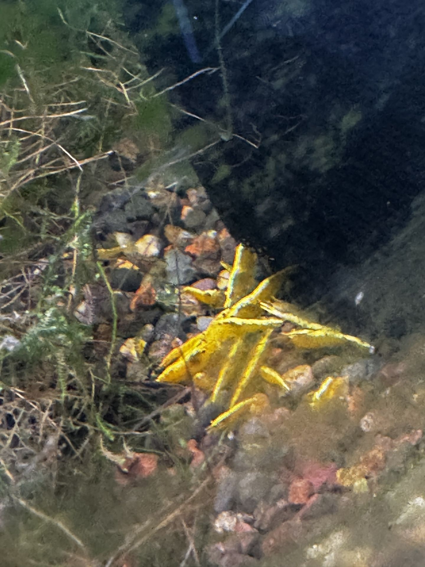Live Neocaridina Shrimp - Golden Back Yellow