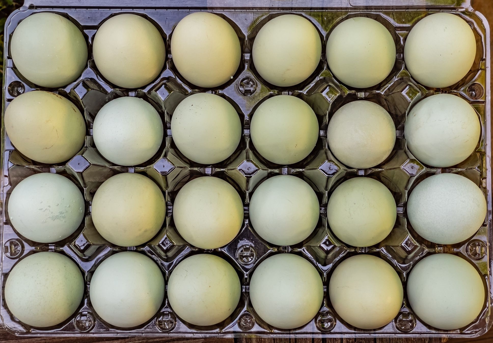 Farm Fresh Green Eggs