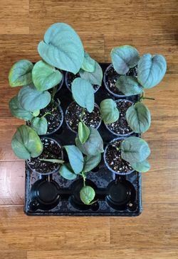 Scindapsus Silver Hero