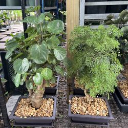 Aralias Fabian & Ming In Bonsai Pot. SPECIAL PRICE 🤩
