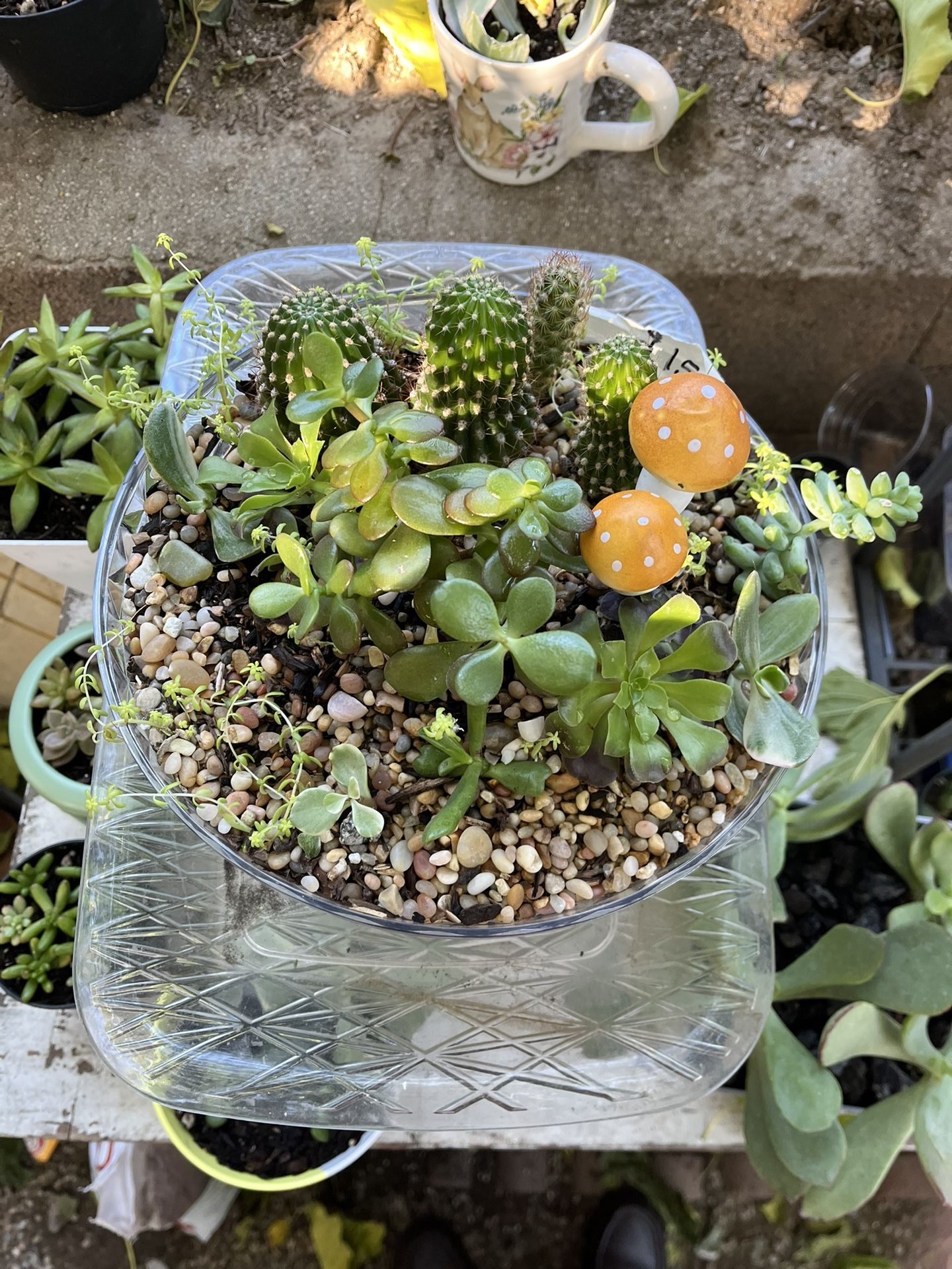 Plantas Arregladas Set Various Species