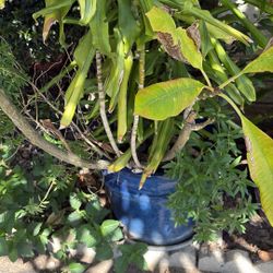 Maseta Con 3 Plantas 