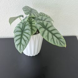 Alocasia Silver dragon