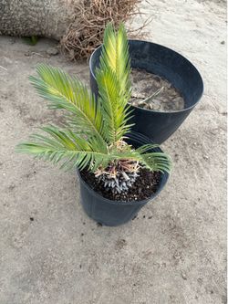 Sago Palm