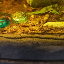 Malaysian Trumpet Snails 🐌 For Fish Tank 5for $1