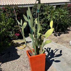 Cactus plant with a  beautiful modern colorful Pot 