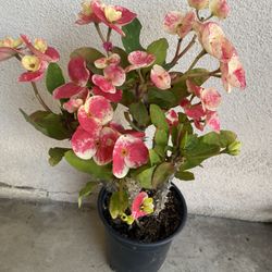 Euphorbia Crown Of Thorns Plant, Jumbo Flowers. In 1 Gallon Pot Pick Up Only 