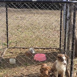 Outdoor small dog kennel