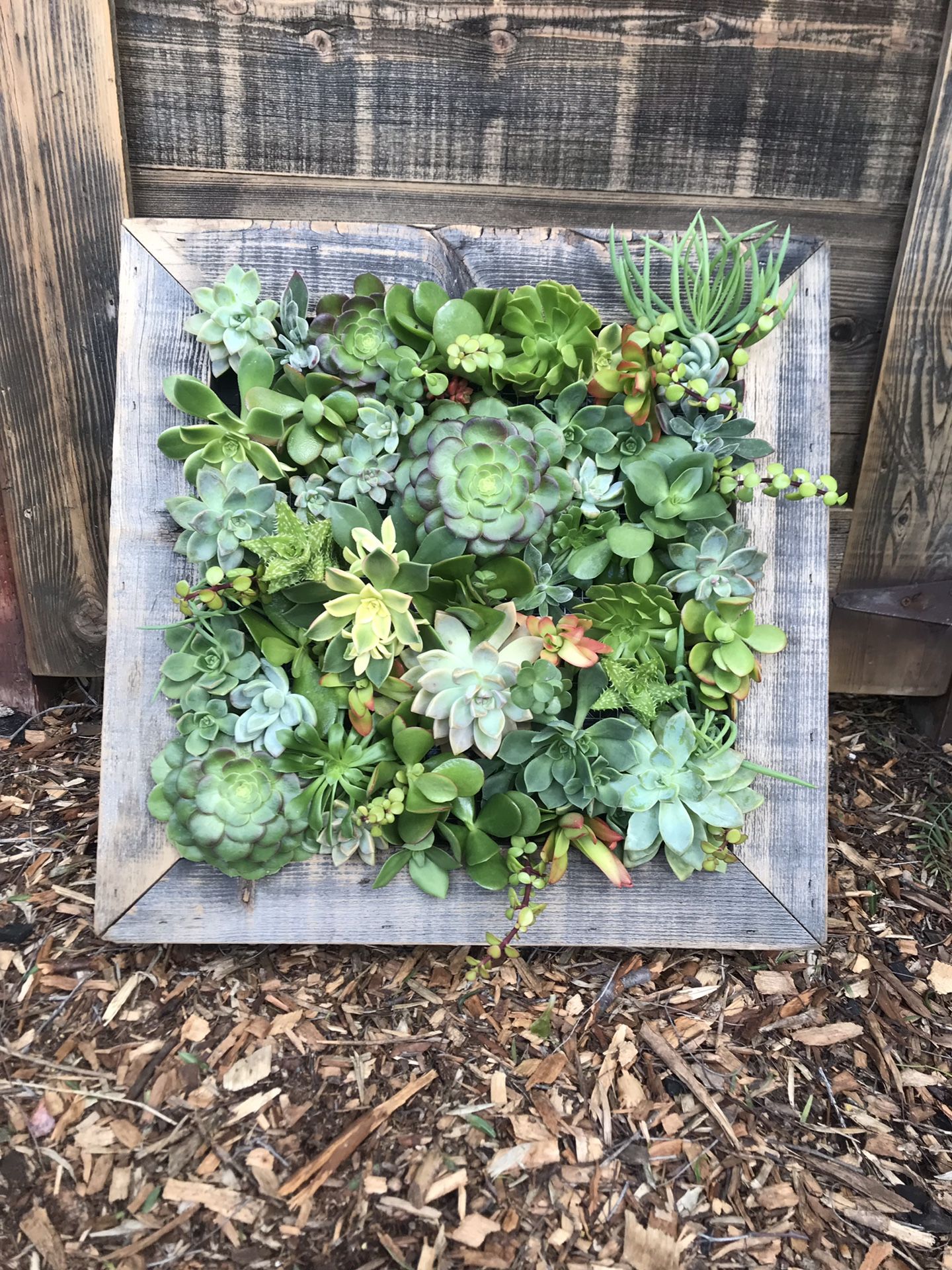 Succulent Wall Garden
