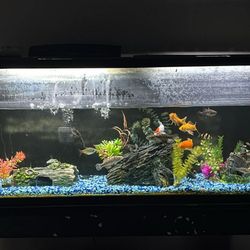 Fish and Fish Tank 