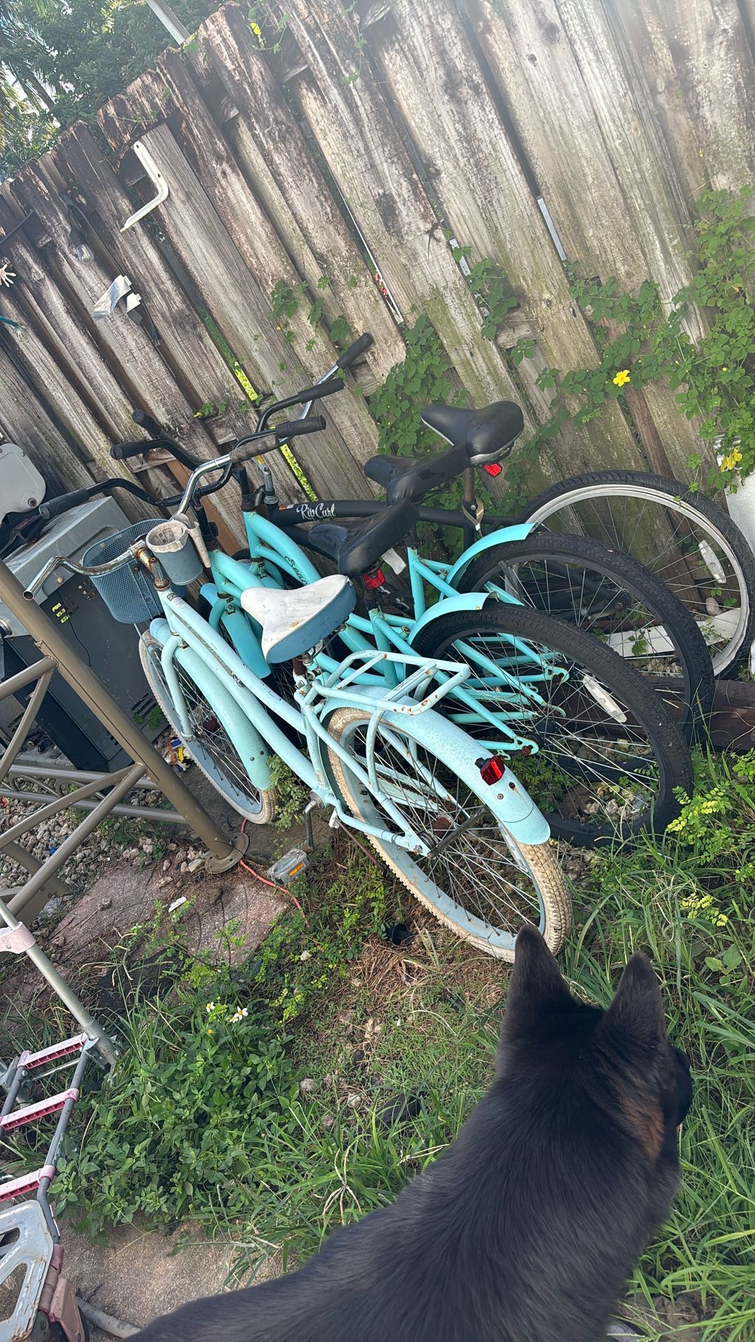 Beach cruisers  And Mountain bikes