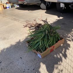 Large Aloe Vera Plants Lots Available