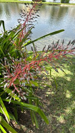 Bromeliad plants in bloom.