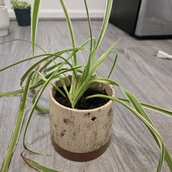 Spider Plant in Rustic Concrete Pot