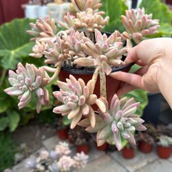 Succulent Plants 6” Pot 