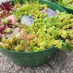 Succulent Planters- Supreme For Ez Care
