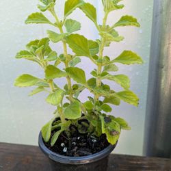 Oregano Cubano Plant