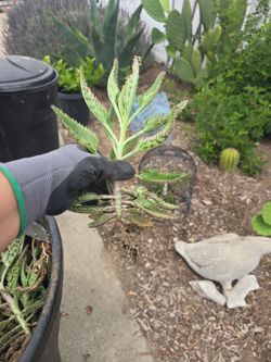Mother of thousands