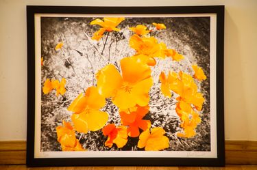 Framed Limited Edition Fine Art Photography – California Poppies (Signed 16x20)