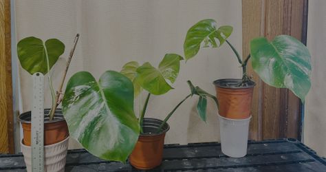 Monstera Deliciosa-established Plants-diff Prices