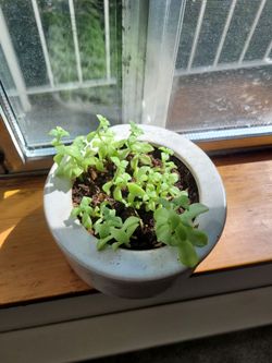 Baby succulents 2 inch pot plants