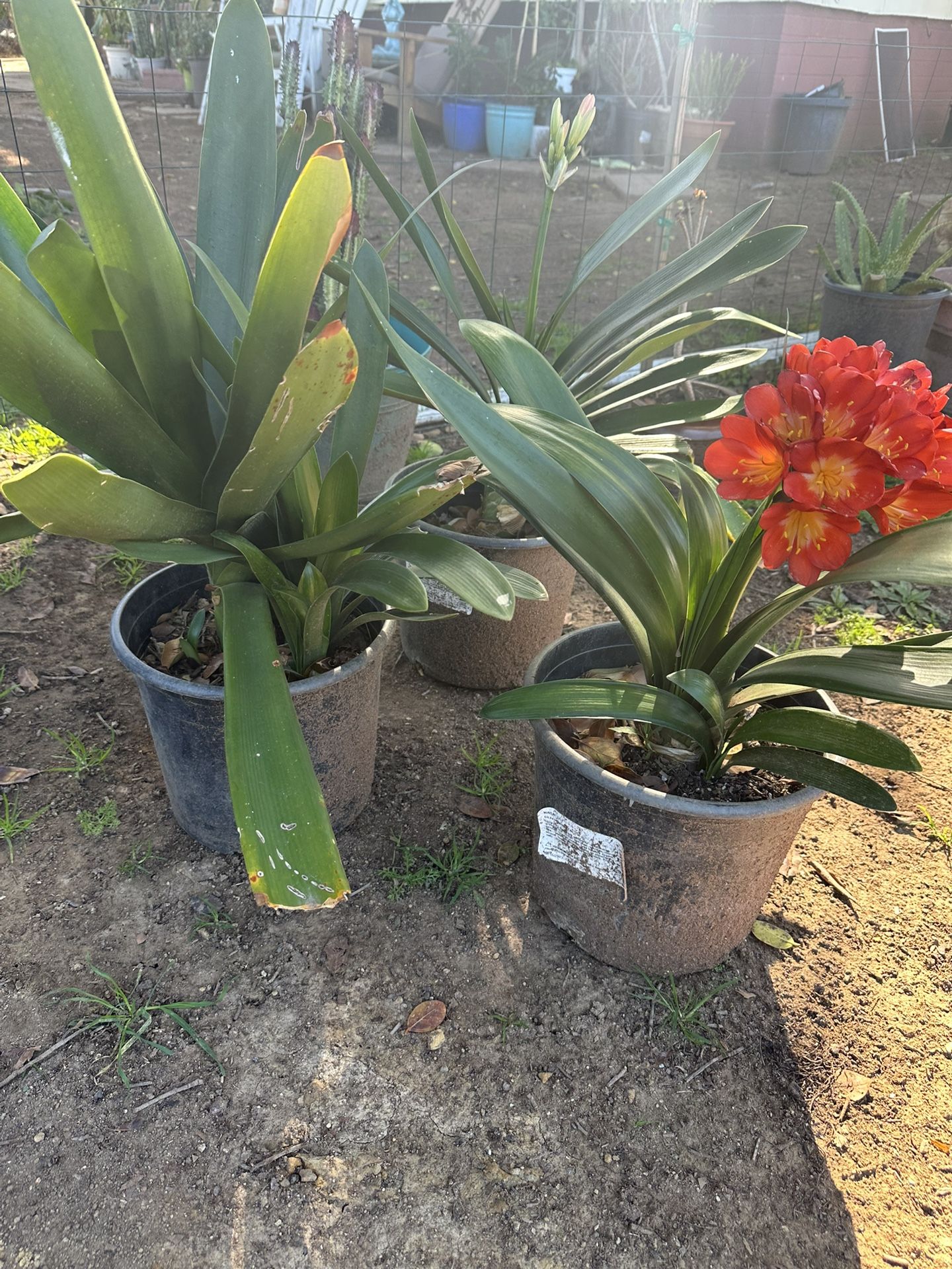 Clivia Plant