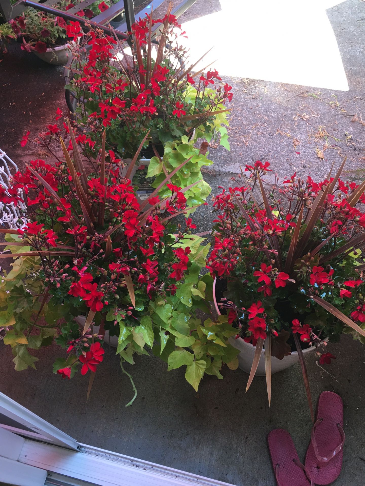Flower Pots