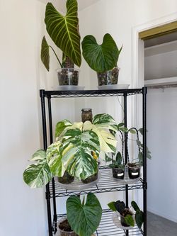 All plants for 200 total Monstera albos and Philodendron