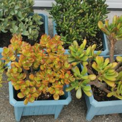Rare Jade plant Collection ‘Hobbit’❤ " Lady fingers"👍 "Ripple/ruffle jade" 😊"Crosby's Dwarf"