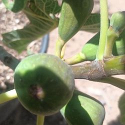Fig Trees.