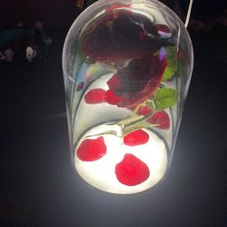 Beauty And The Beast Rose Light 