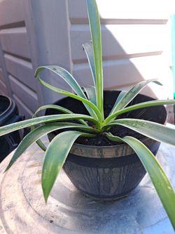 Soft agave plant