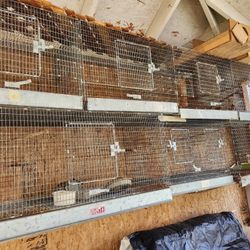 Cages And Bird Feeders