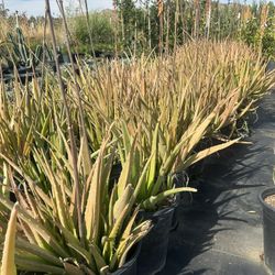  🏜️  Desert Plant Sale