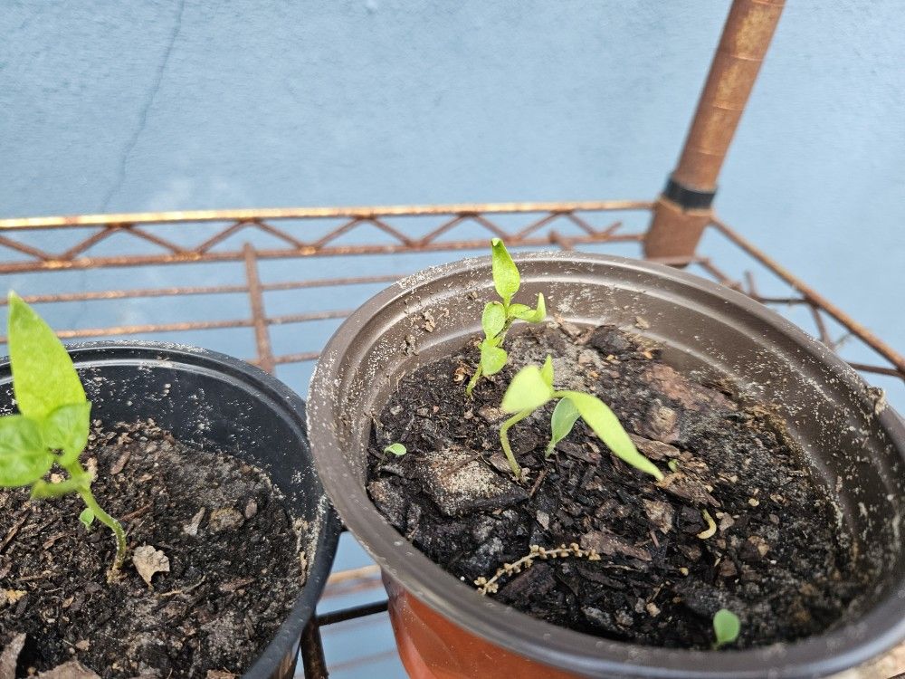 Sweet Jalapeño Peppers